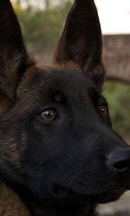How to install Belgian Malinois Jigsaw Puzzle 1.0 apk for laptop