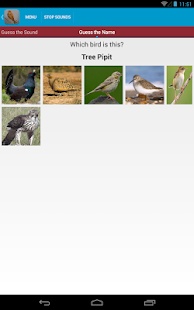 Spanish Birds Sounds Screenshots 13