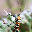 Ailanthus Webworm (moth)