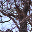 Red-Bellied Woodpecker