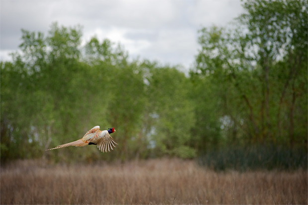 pheasant