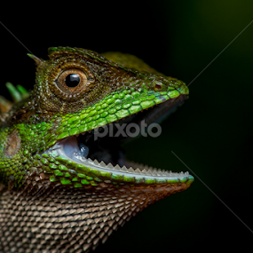 Rough-bellied Mountain Dragon(Acanthosaura lepidogaster) by Scott Trageser - Animals Reptiles