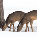 White tailed deer