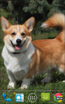 コーギーの子犬ライブ壁紙 Androidアプリ Applion
