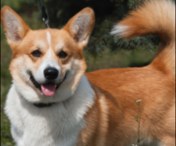 √完了しました！ コーギー 子犬 壁紙 274991-コーギー 子犬 壁紙