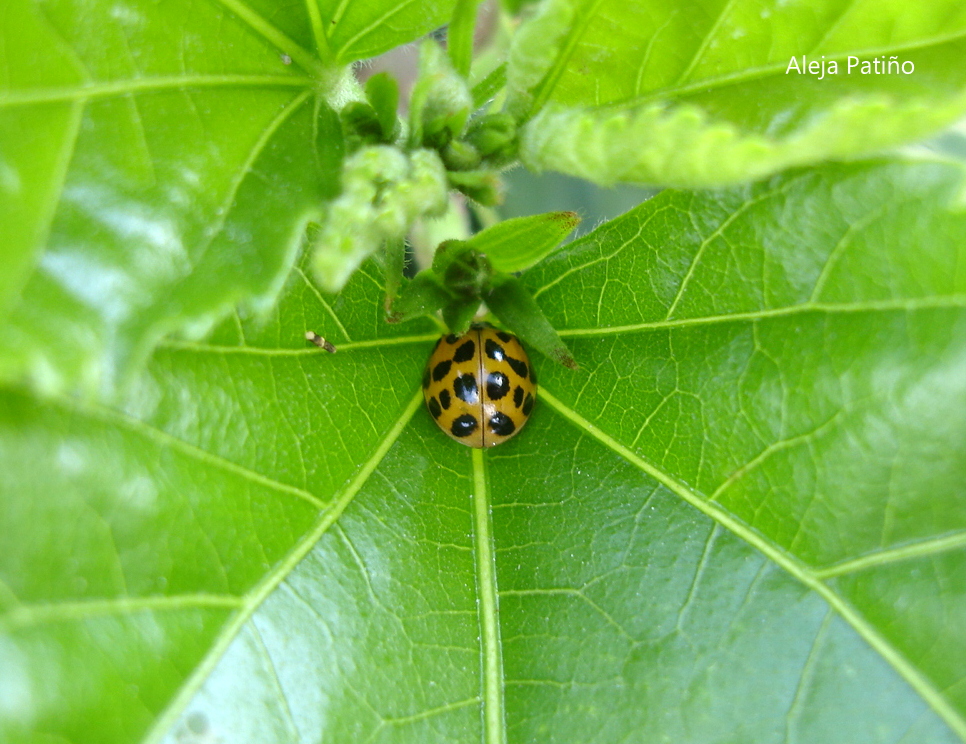 Mariquita - Lady bug