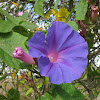 Blue Dawn Flower