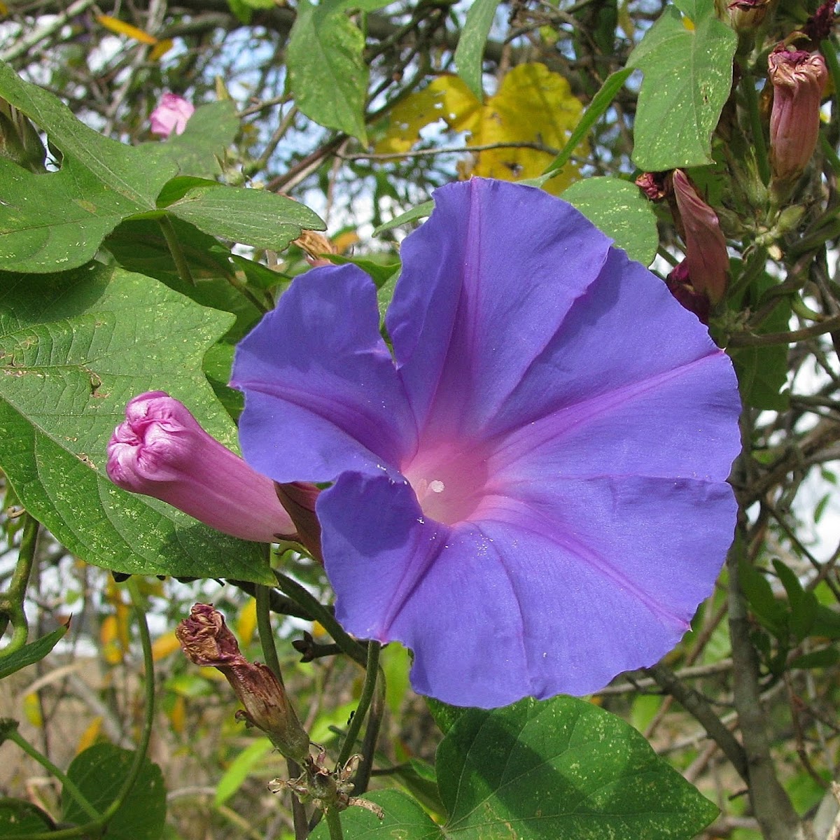 Blue Dawn Flower