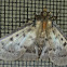 Moth - no common name