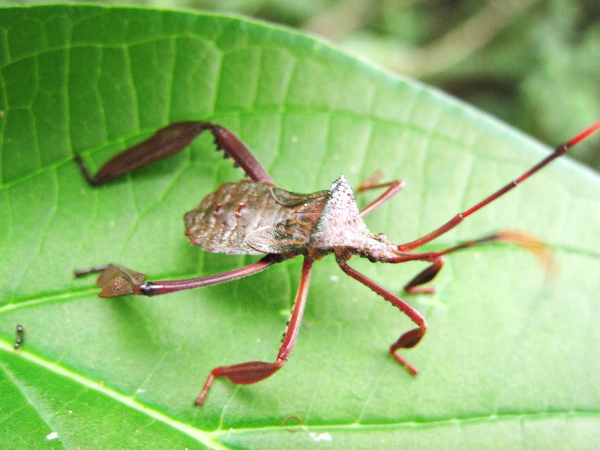 Chinche,  Leaf footed Bug