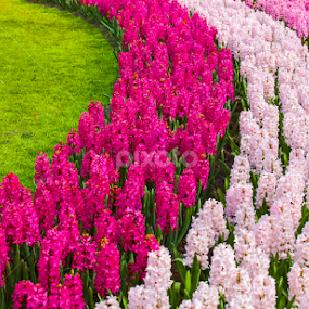 flower garden curves by Marjorie Speiser - Flowers Flower Gardens