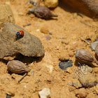 Spotted amber ladybird