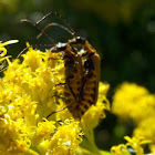 Goldenrod Soldier Beetles- mating