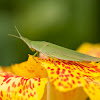 slant faced grasshopper