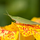 slant faced grasshopper