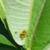 milkweed aphid