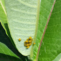 milkweed aphid