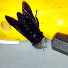 Black horse fly