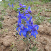 Two-Lobe Larkspur