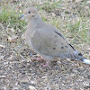 Mourning Dove