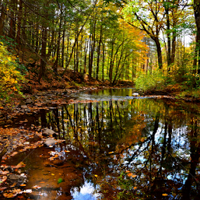 Autumn by Carl Testo - Landscapes Forests