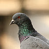 Rock Pigeon