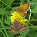 Moth & Small Skipper butterfly