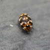 Varied carpet beetle