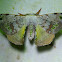 Bombycid moth