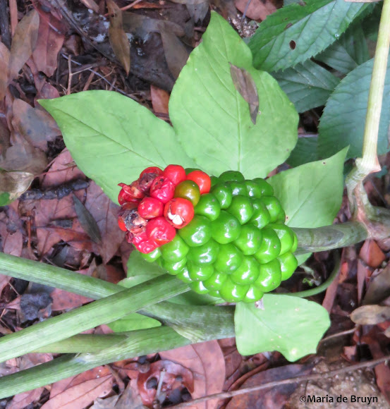 American ginseng Project Noah