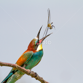 the catch by Doina Russu - Animals Birds