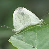 African Wood White