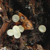 Slug eggs