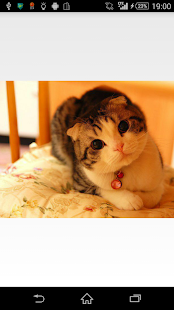 可愛いおもしろい猫写真集 Screenshots 1