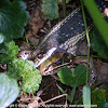Common Ribbonsnake (eating a frog)