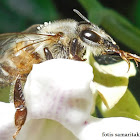 European honey bee