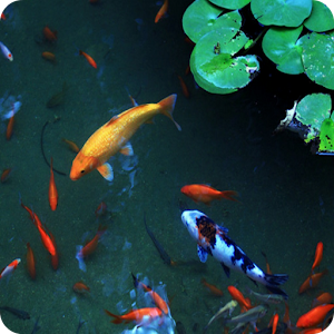 Pond Koi logo