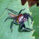 Araña cazadora