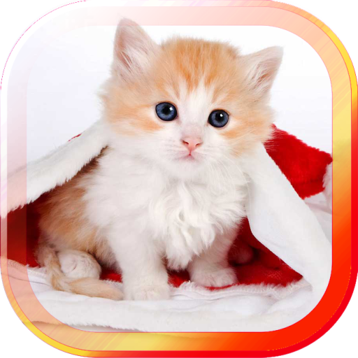 New Year Kittens HD LWP LOGO-APP點子