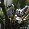 Peaceful Dove aka Zebra Dove - Juvenile