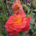 Joseph's Coat Rose