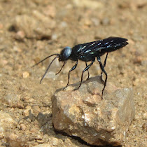 Wasps of Colorado