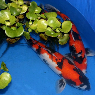 Коі Живі Шпалери Screenshots 0