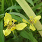 Yellow Walking Iris