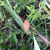 Chickweed Geometer