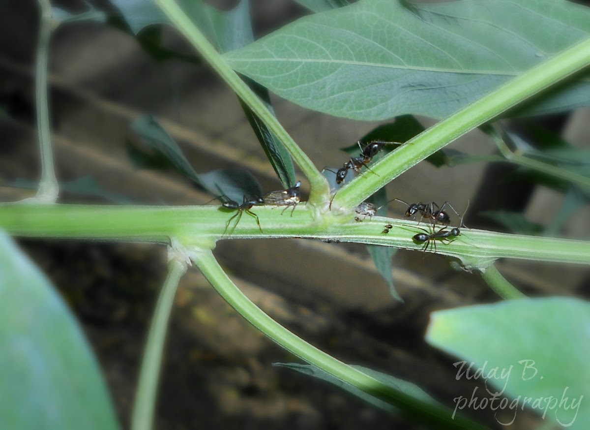 planthopper,planthopper nymphs ants