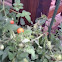 Cherry tomato plant