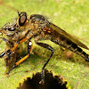 Robber Fly with Honey Bee Meal