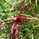 Octopus Stinkhorn