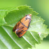 leaf-roller moth